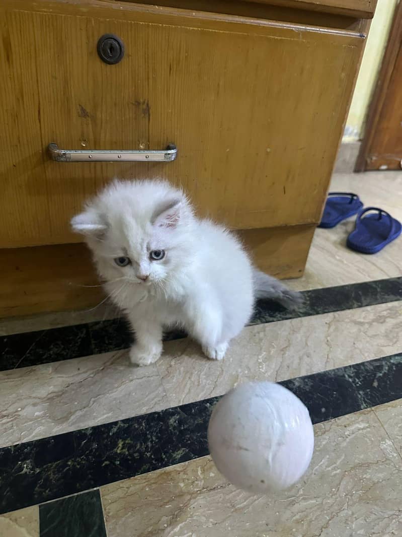 kitten 1