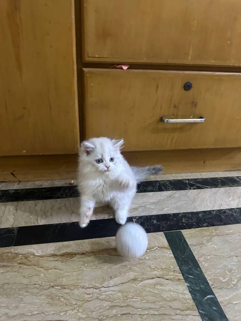 kitten 2