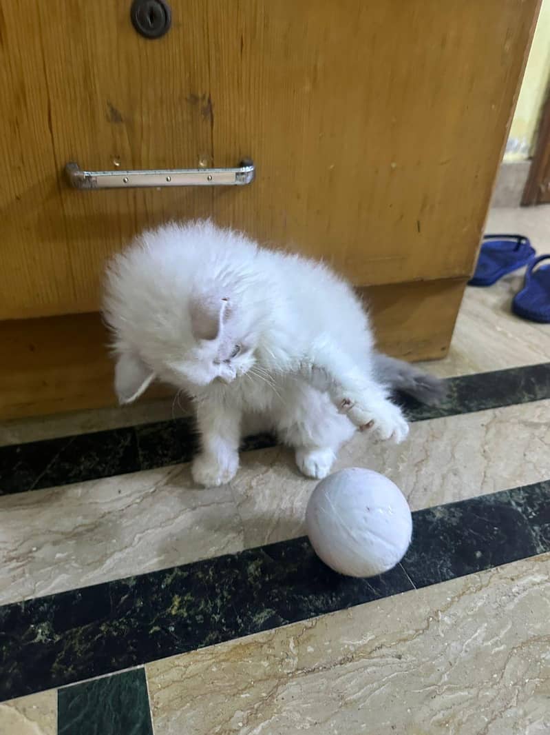 kitten 3