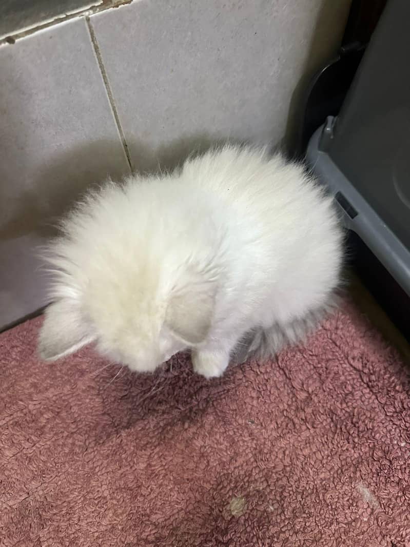 kitten 4