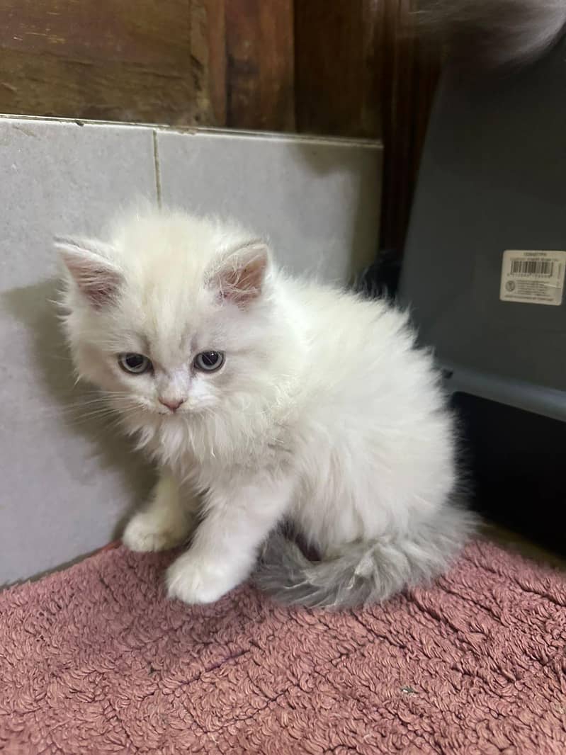 kitten 5