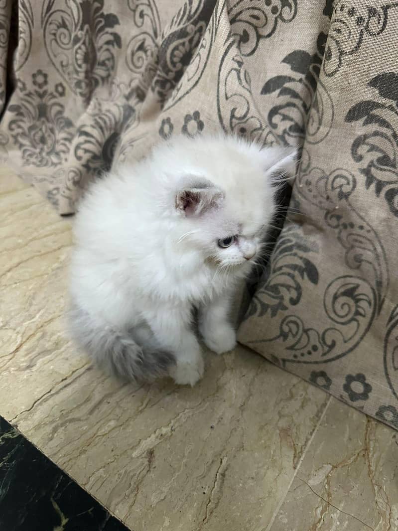 kitten 6