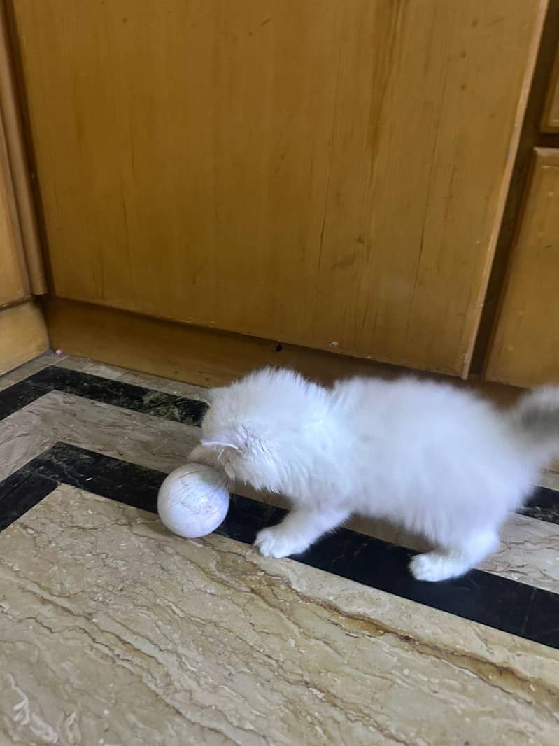 kitten 7