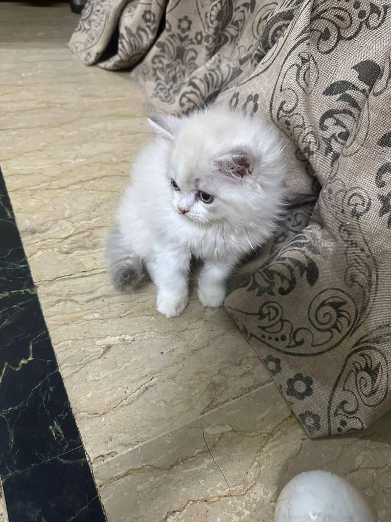 kitten 8