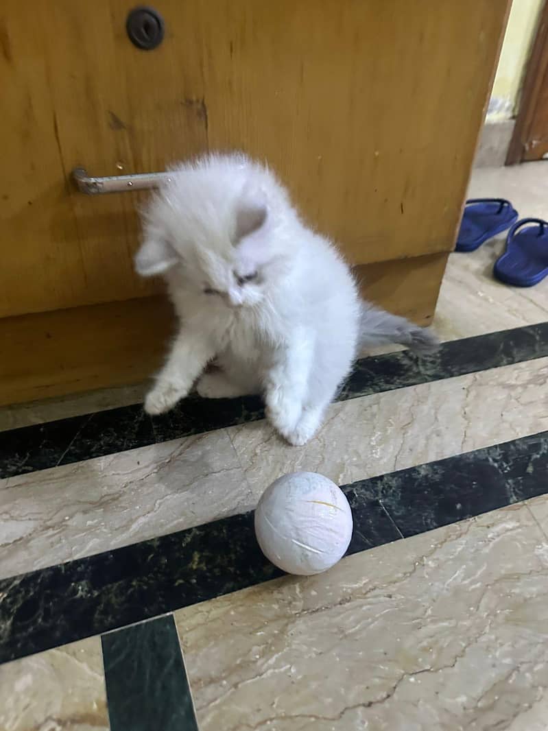kitten 9