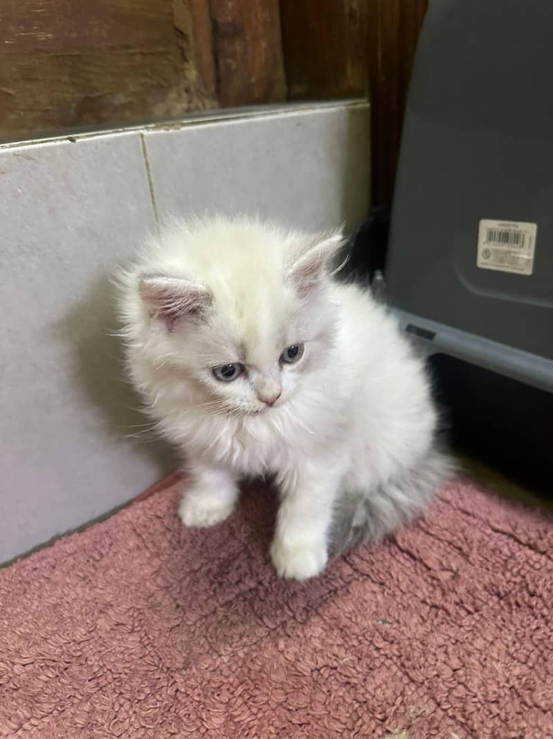 kitten 10