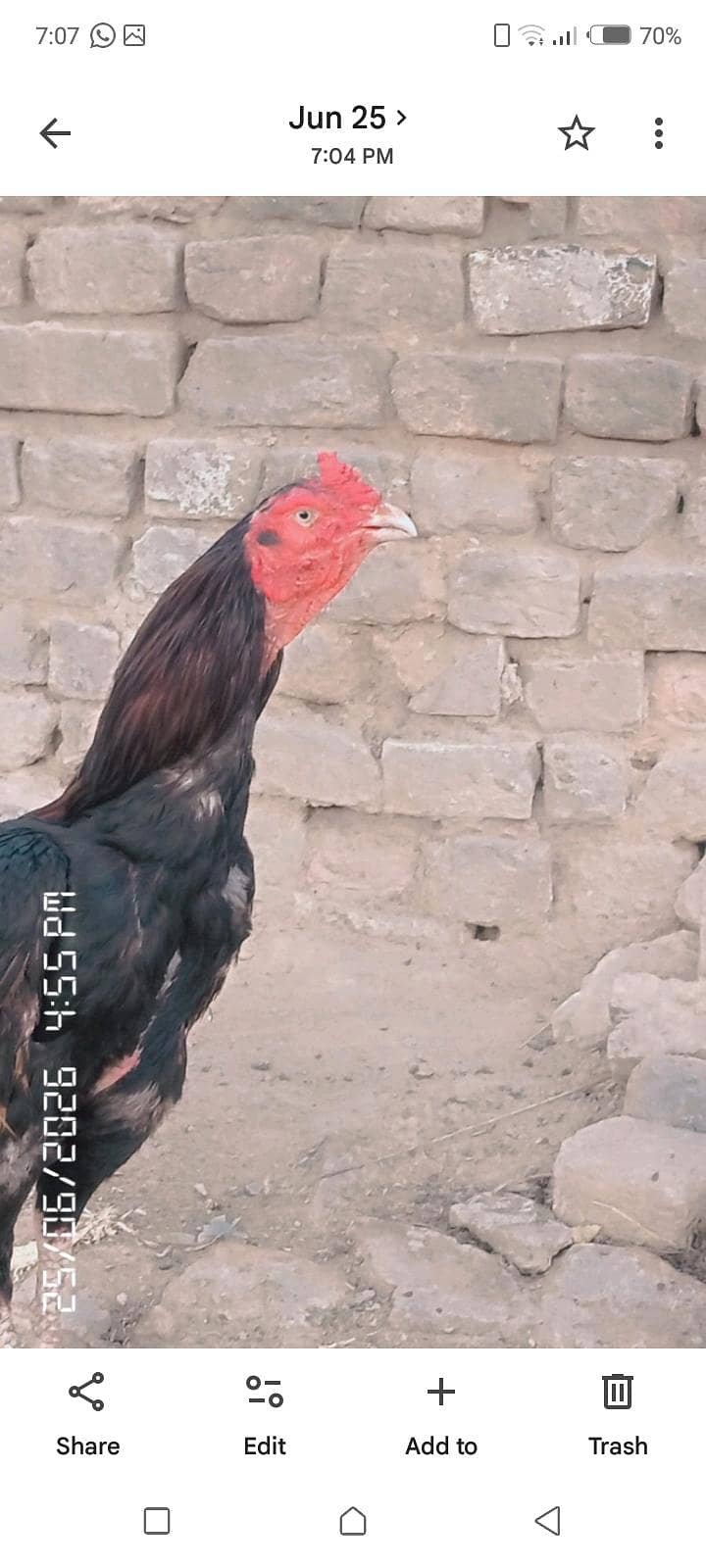 Aseel 1