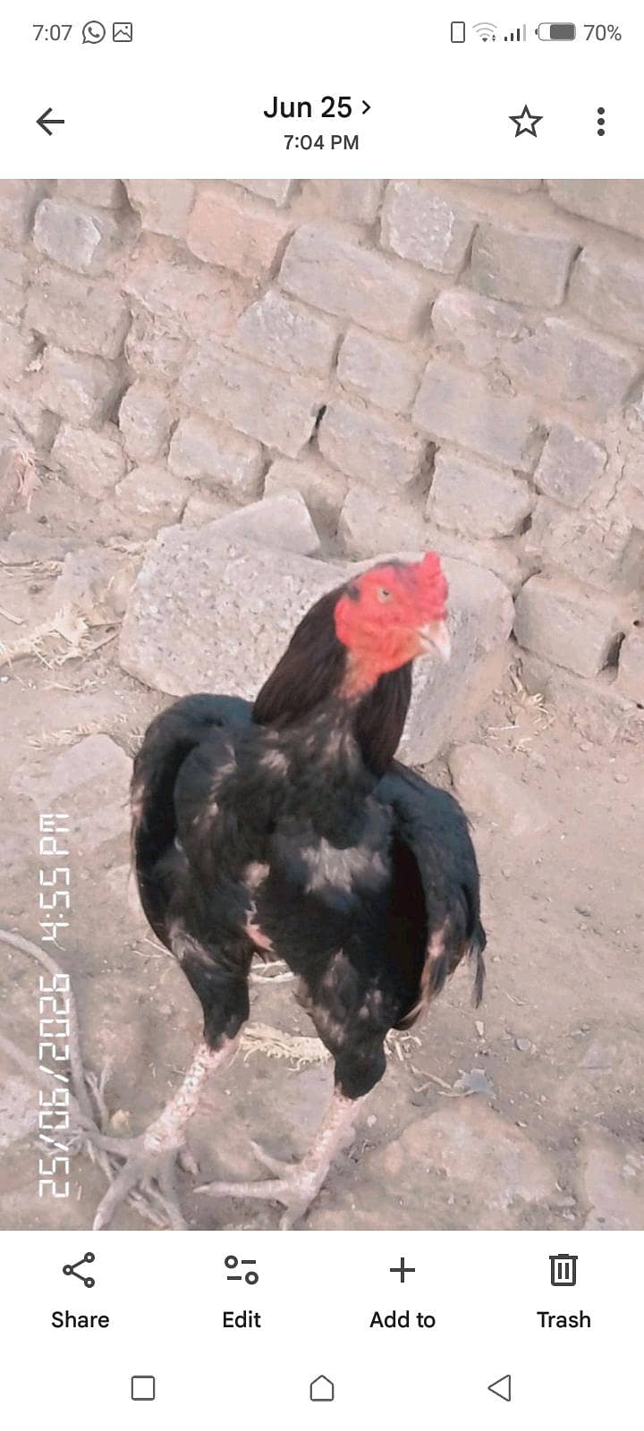 Aseel 5