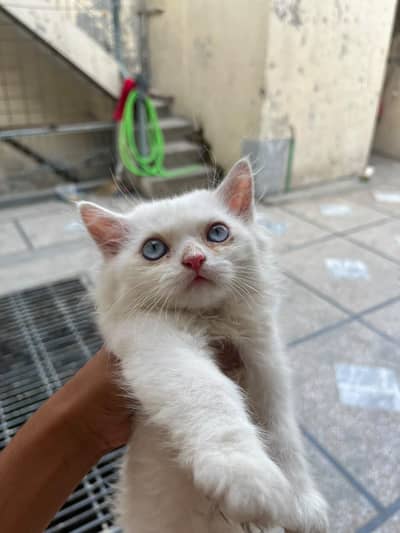 Persian Kittens for sale | Both are females | Blue & brown eyes 