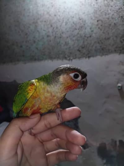 Tamed male green cheek conure