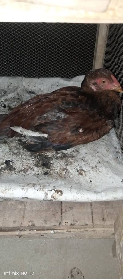 5 piece Hen