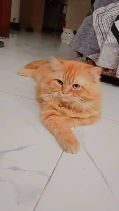 ready to breed pure persian cat's 15000 per cat.