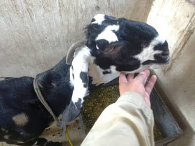 Betal Shera Print Bakri/Goat Healthy And Active