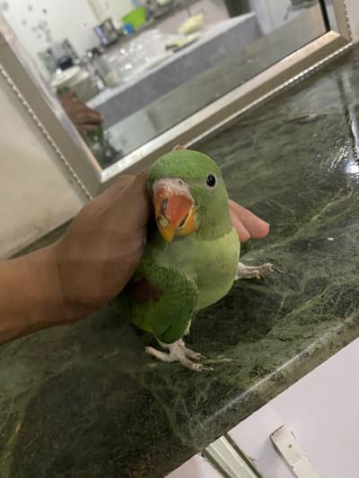 Raw parrot hand tamed