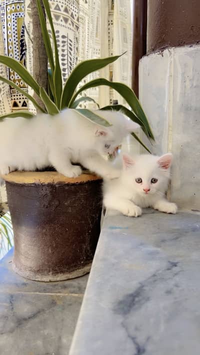 Pair for sale