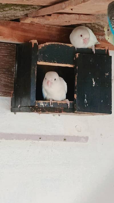 Albino Love Birds Pair