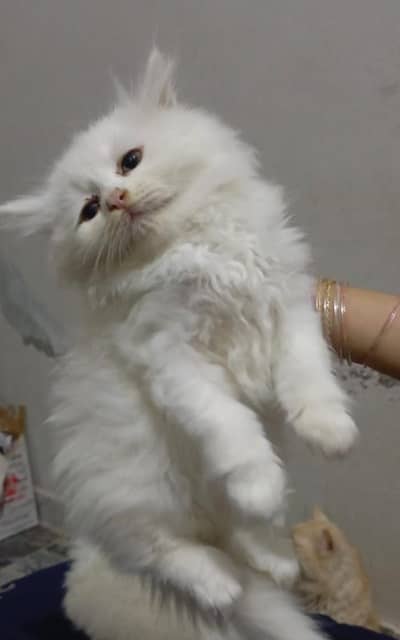 Persian double coated