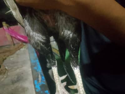 whatsapp number 03294355315 main wali breed pure aseel murga