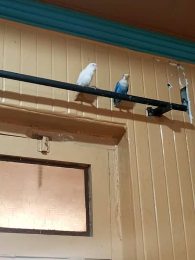 or birds bhi hai best love bird