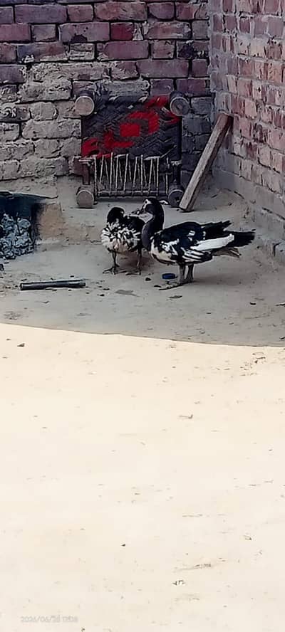 mugg duck home breed pair
