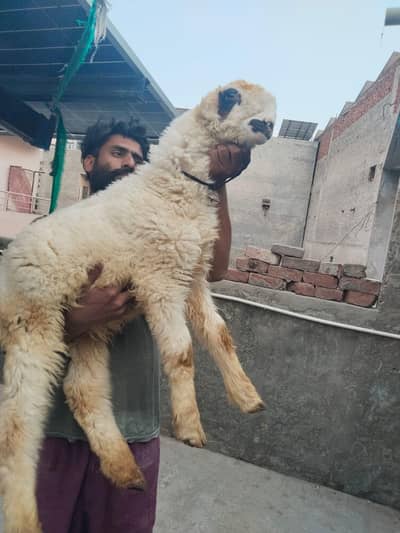 pure mundra age 3 month full active and full charo