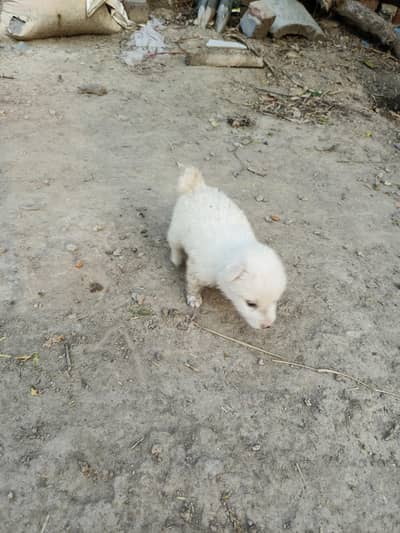 Russion dog good qulity