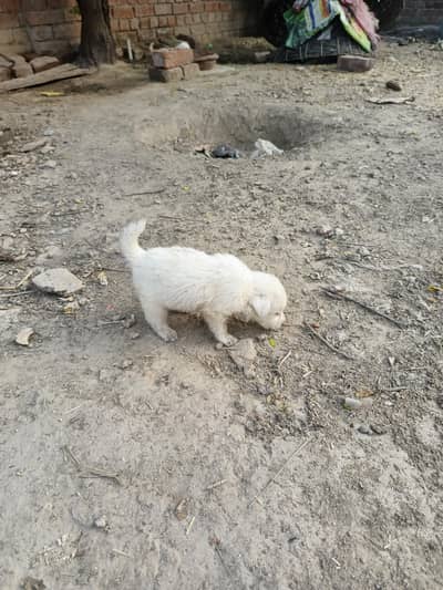 Russion dog good qulity