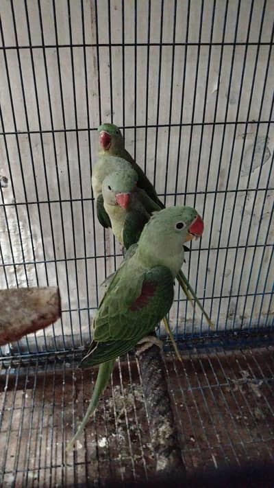 raw parrot babies