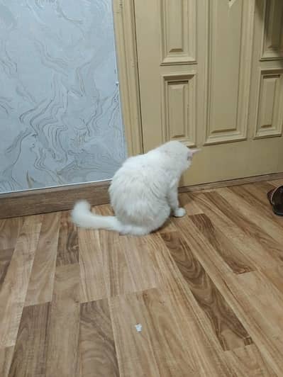 Beautiful Persian cat for sali