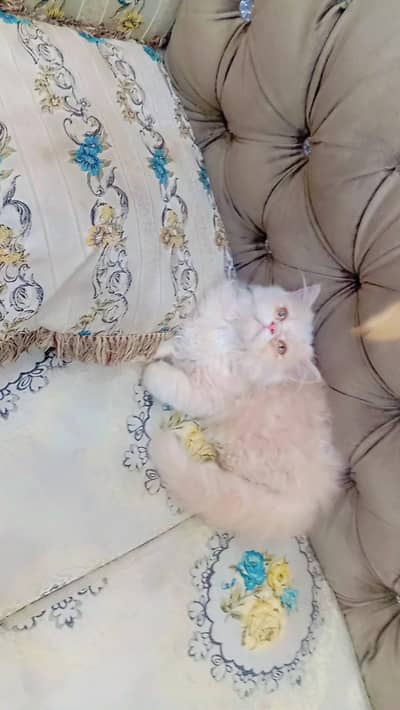 female kitten for sale letter trend 60days what's app,0304,80,81,621,