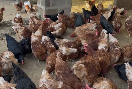 Lohmann Brown feamles (Egg Laying)