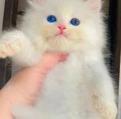 (Persian female kitten) (for sale all) (Pakistan delivery available)