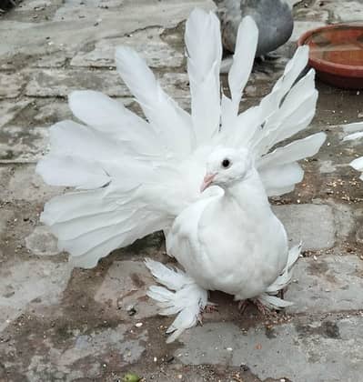 Amrican Fentail Chik