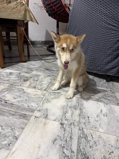 Want to sell Siberian Husky