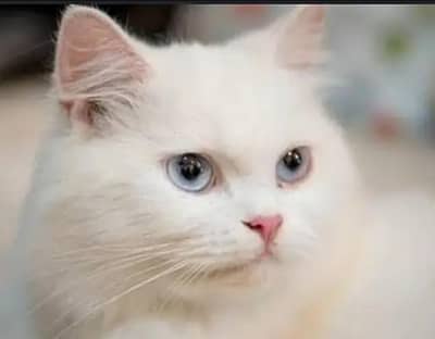 triple cote bilu eyes  mele 03489375822 wtsp