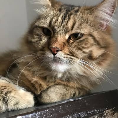 Premium Quality Persian Kittens