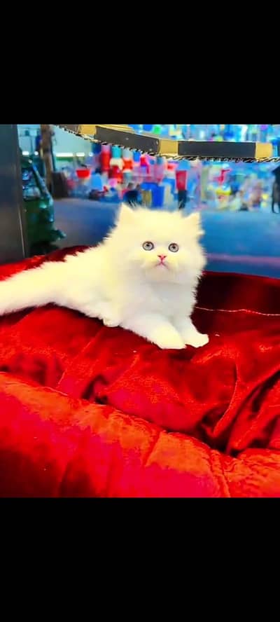 Persian cat for sale go watsap) 03*/46*/46*/45*/653
