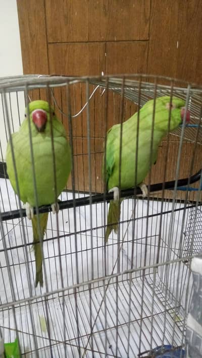 ringneck