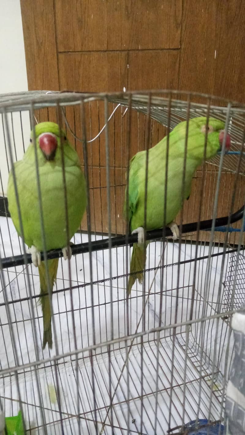 ringneck 0