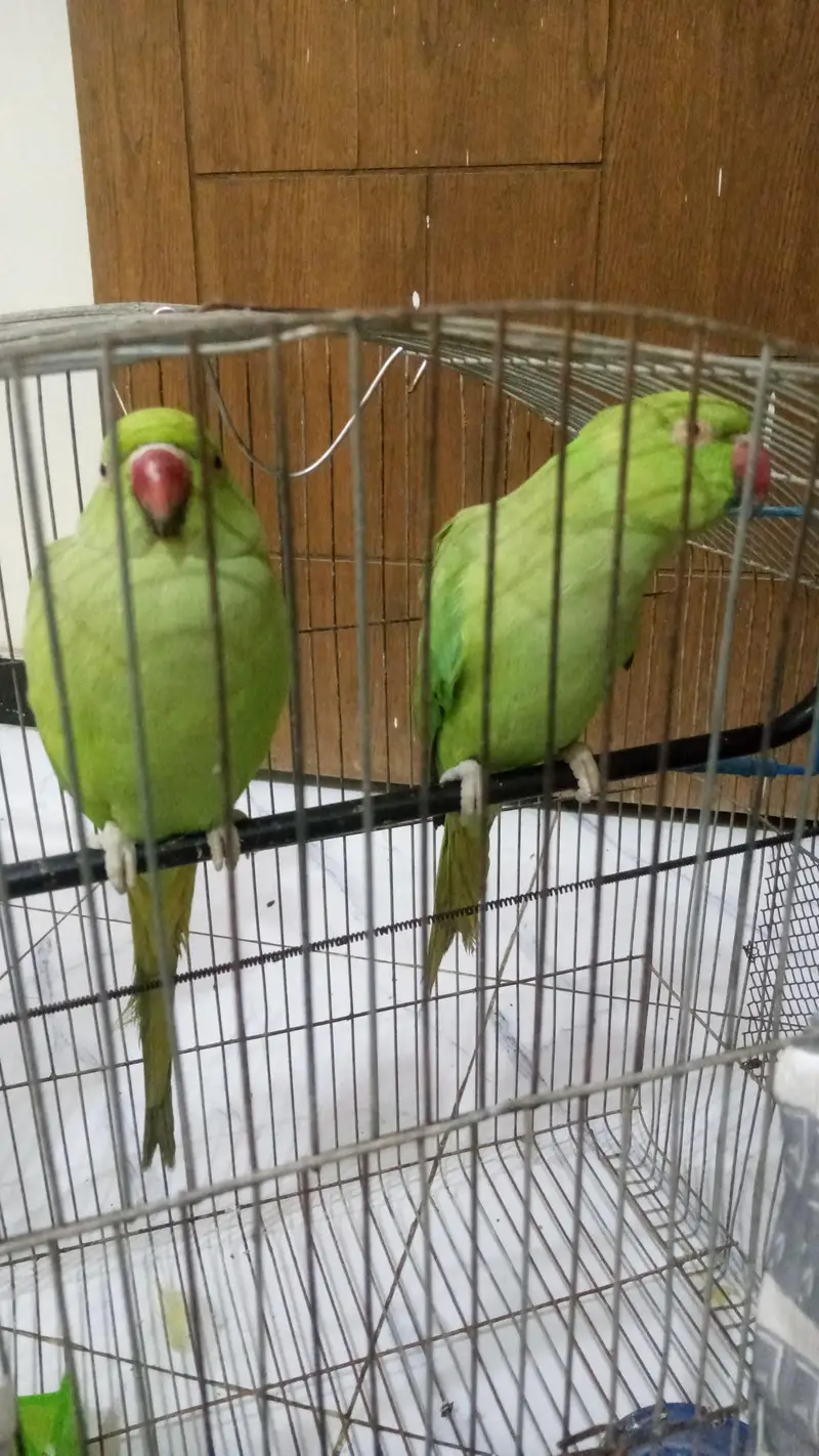 ringneck