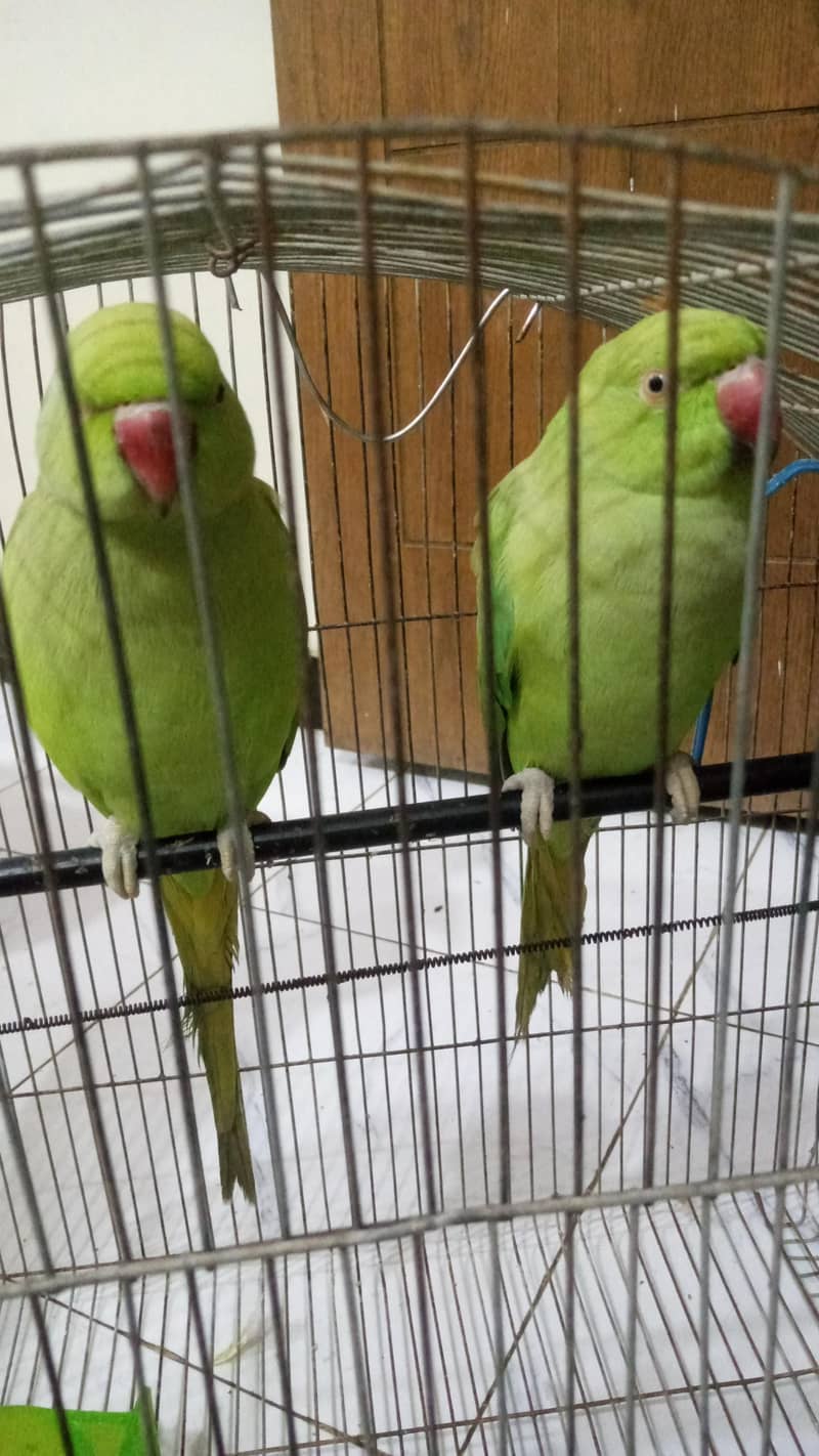 ringneck 1