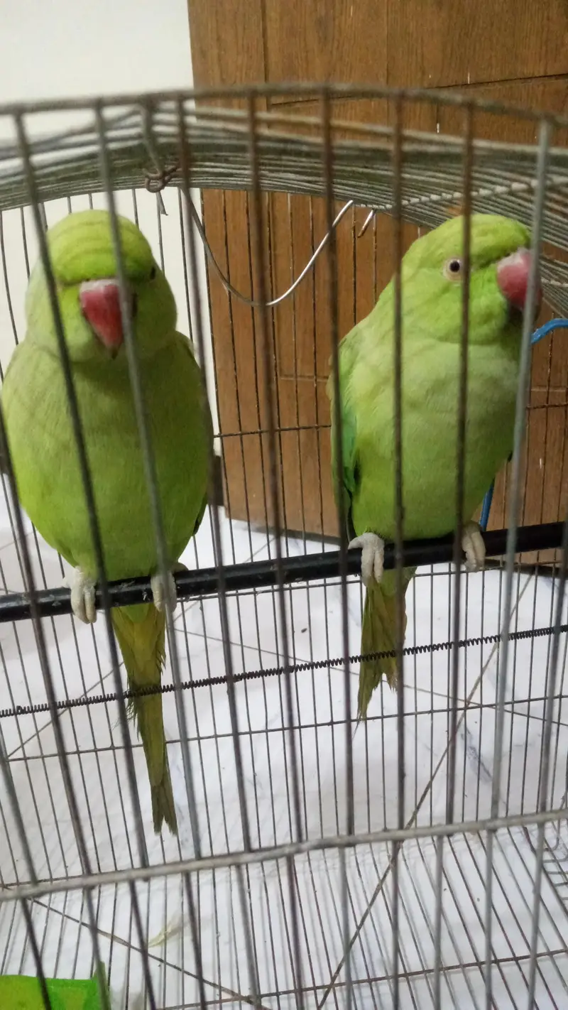 ringneck — photo 2