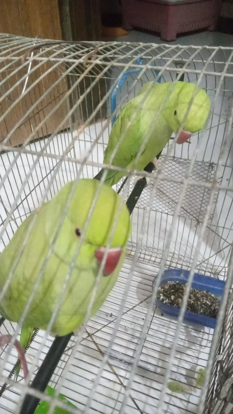 ringneck — photo 3
