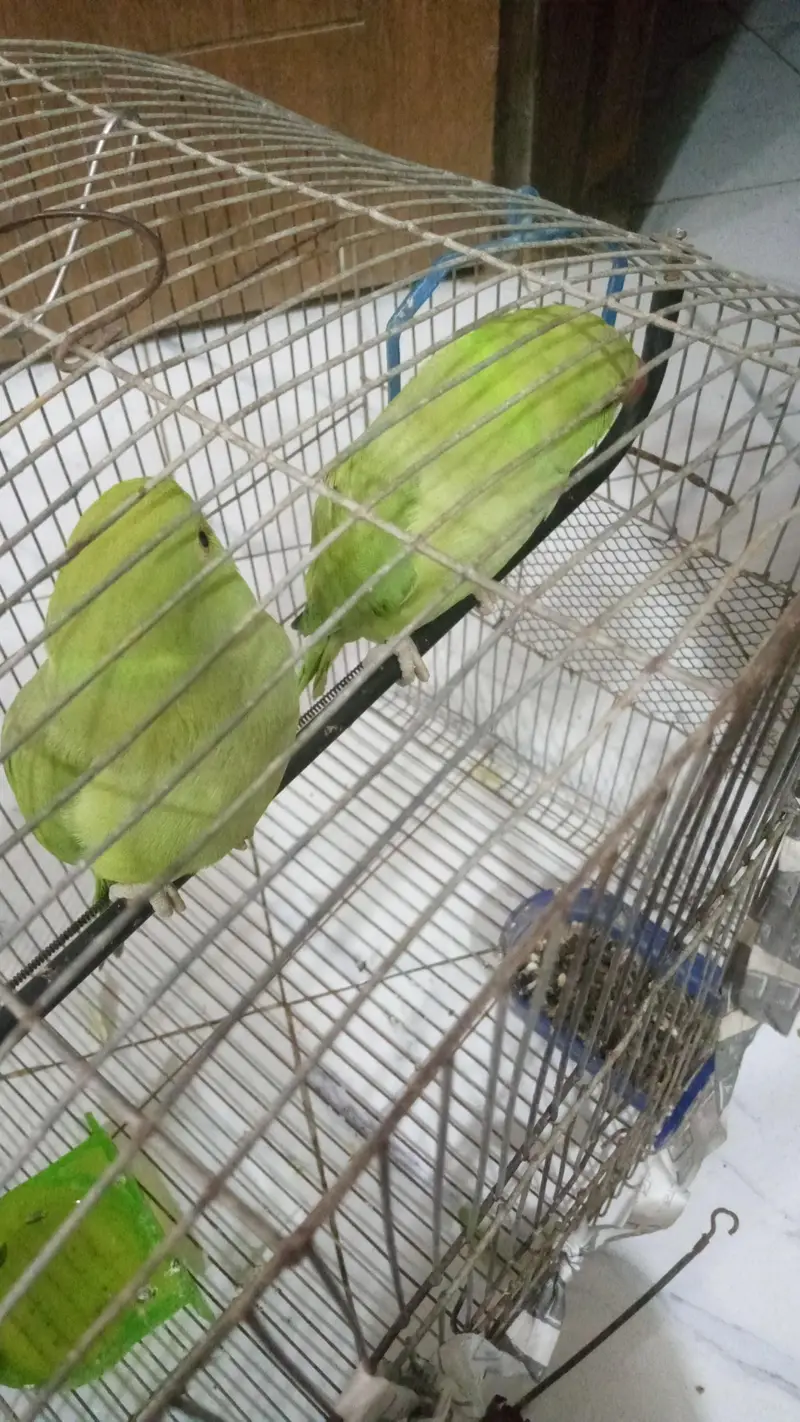 ringneck — photo 4