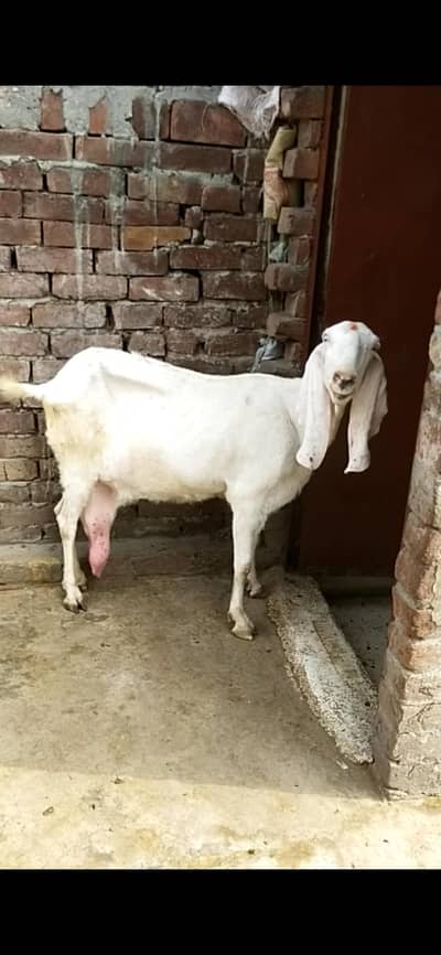 dasi bakri dodh Vali  03098289032