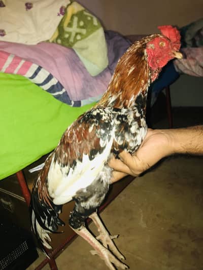 Aseel murgh (best quality)