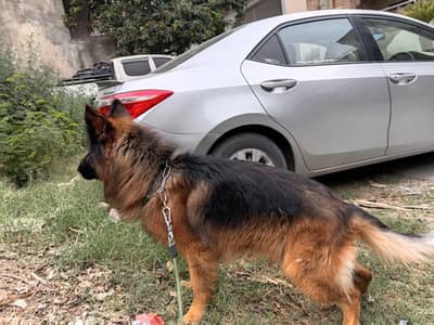 Pure German Shepherd for sale 3 years old (price on call)