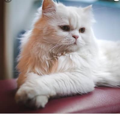 PERSIAN