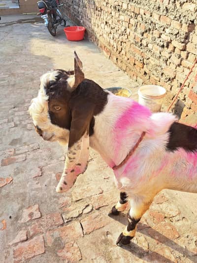 11 Months Healthy Beetal Male Goat for Sale – Multan