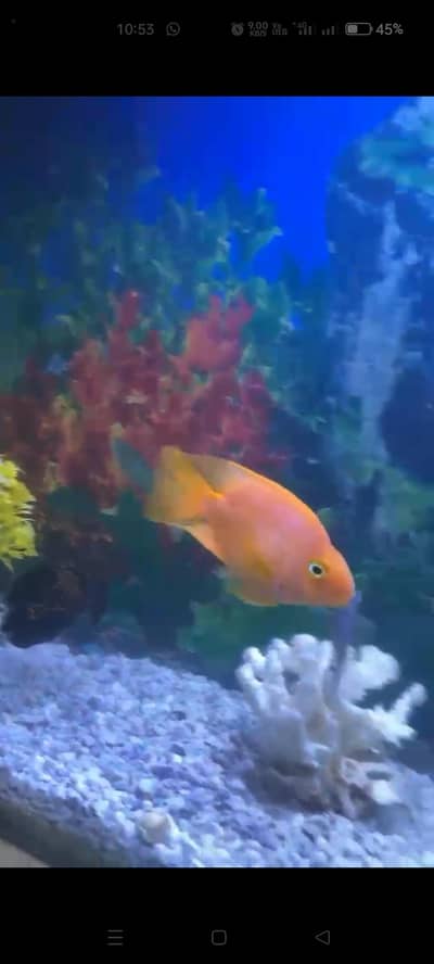 One pair paraot fish fully healthy and Activ 03028778686